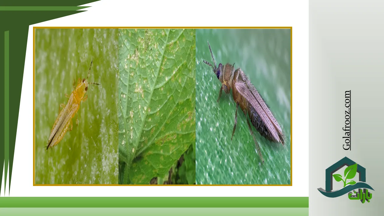 Thrips designs maximize space, light, and ventilation in modern greenhouses.