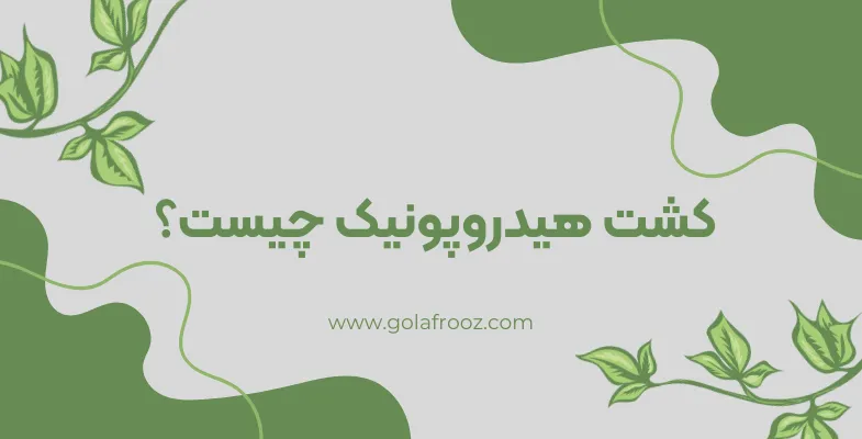 کشت هیدروپونیک گیاهان بدون خاک