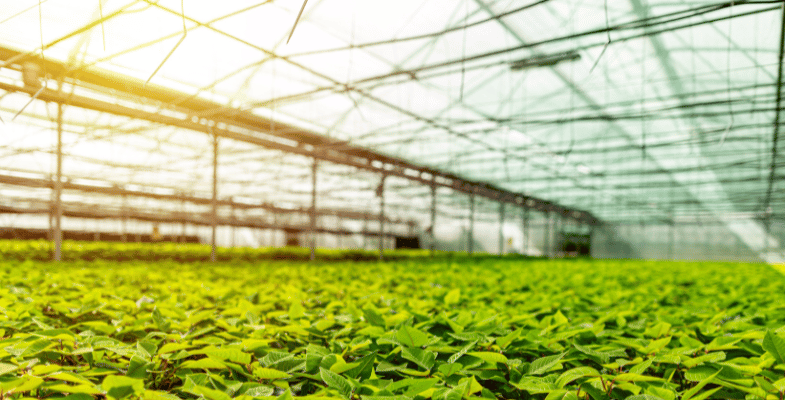 Building a greenhouse from scratch