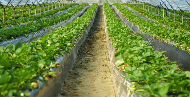 Choosing the Right Location for Building a Greenhouse