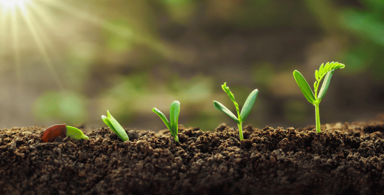 Greenhouse design steps