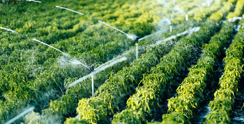 Greenhouse irrigation system