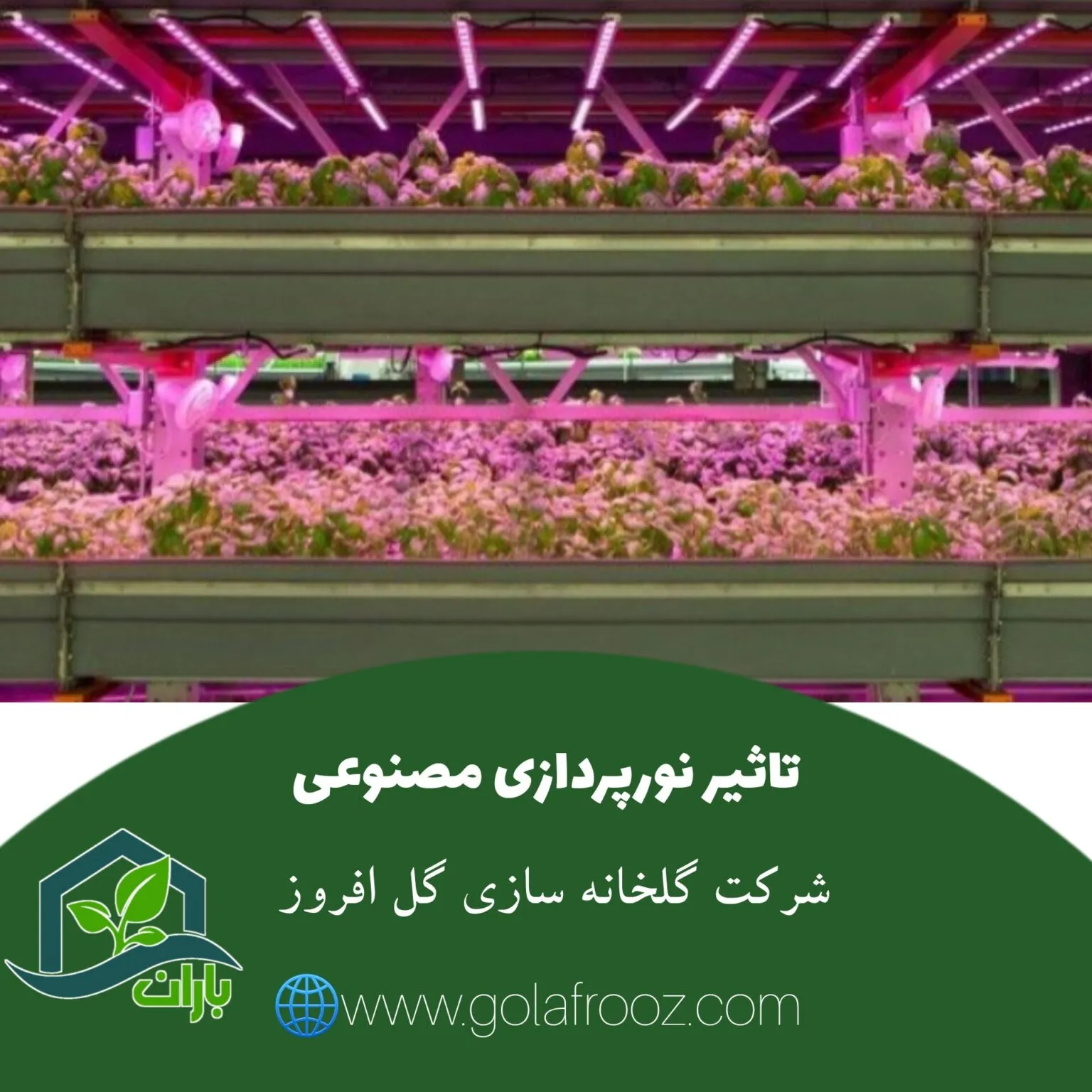 تأثیر نورپردازی مصنوعی بر رشد گیاهان در محیط گلخانه‌ای چگونه است؟