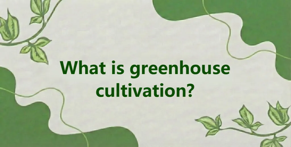 Advantages of Greenhouse Cultivation for high-quality crop production