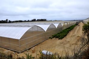 13,500 متر مربع گلخانه اسپانیایی در لرستان