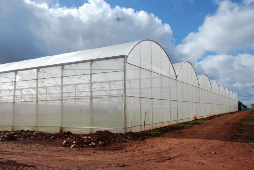 spanish-greenhouse-6500-sqm
