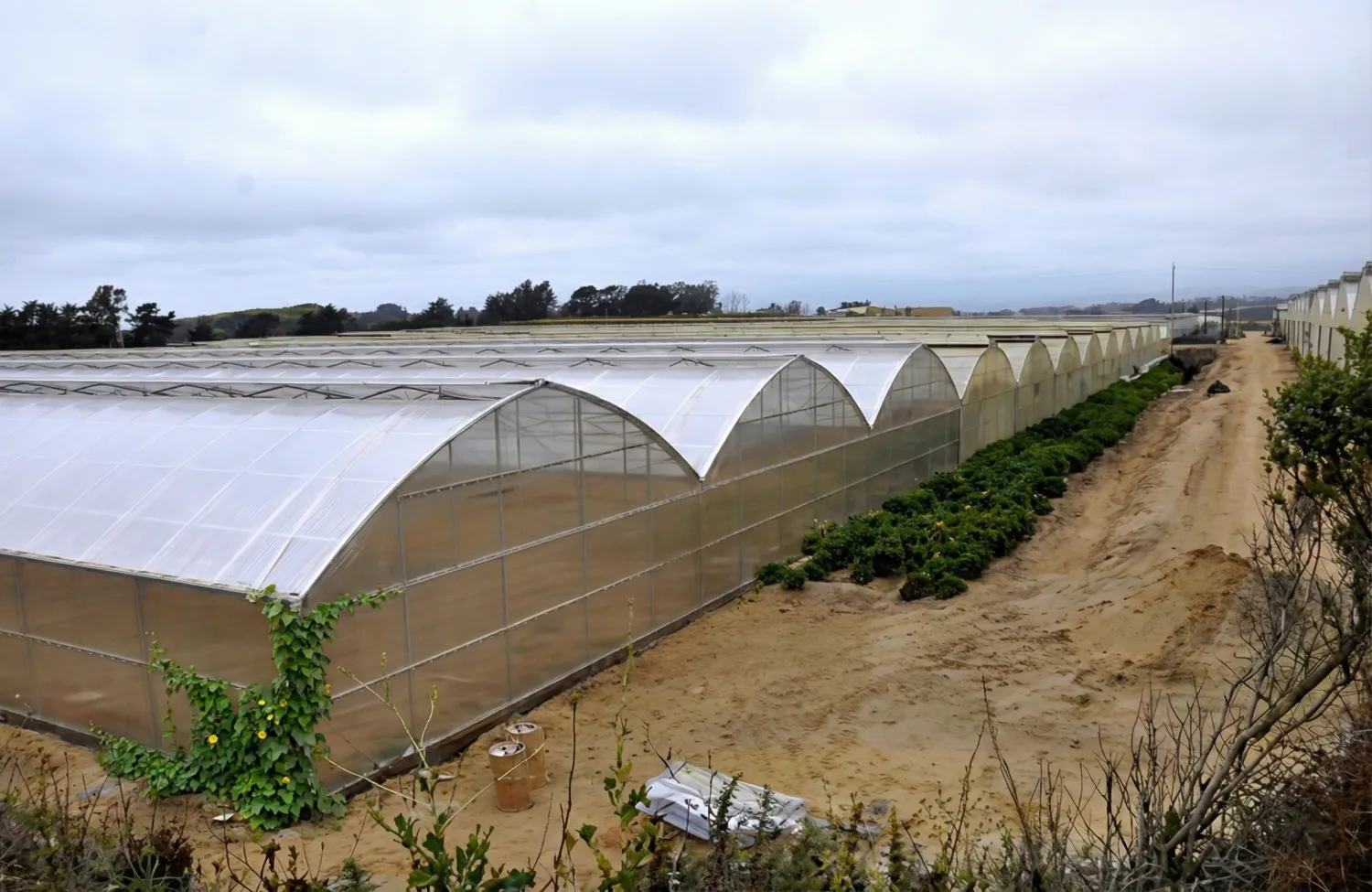 نمونه کار گلخانه اسپانیایی در لرستان 13.500 متری
