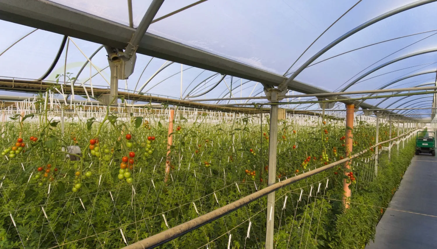 12,000 متر مربع گلخانه اسپانیایی در بندر عباس