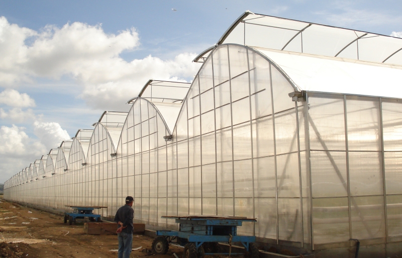 مشاوره تخصصی گلخانه سازی گل افروز