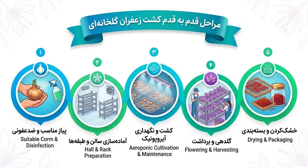 مراحل کشت زعفران گلخانه ای