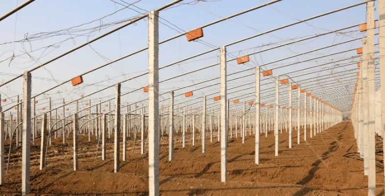 سازه گلخانه