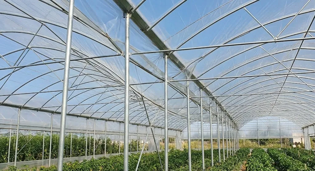 بررسی تخصصی گلخانه با ستون لوله گالوانیزه