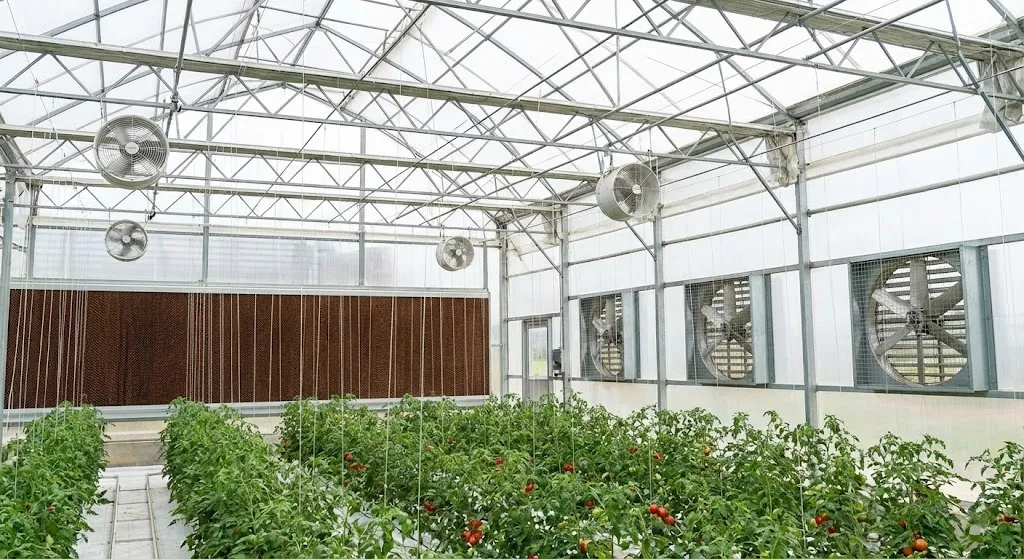 چرا سرمایه گذاری روی گلخانه گوجه فرنگی پیشنهاد می&zwnj;شود؟