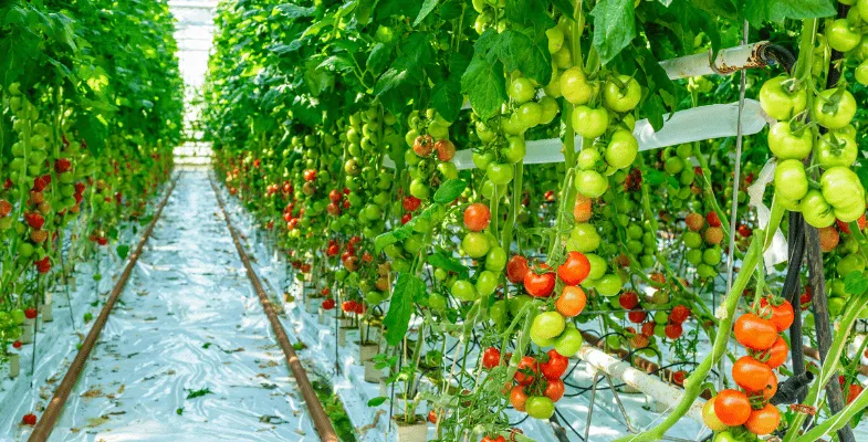 مزایای ساخت گلخانه