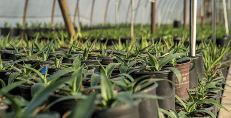 گلخانه سازی در تهران