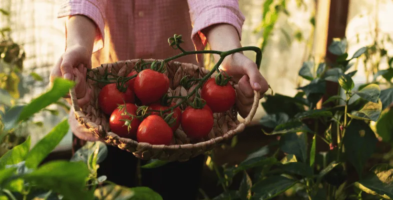 محصولات گلخانه ای