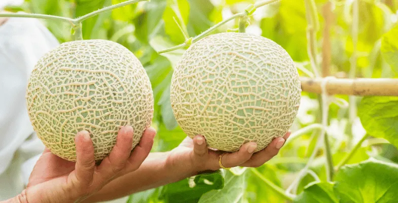 انواع محصولات گلخانه در ایران