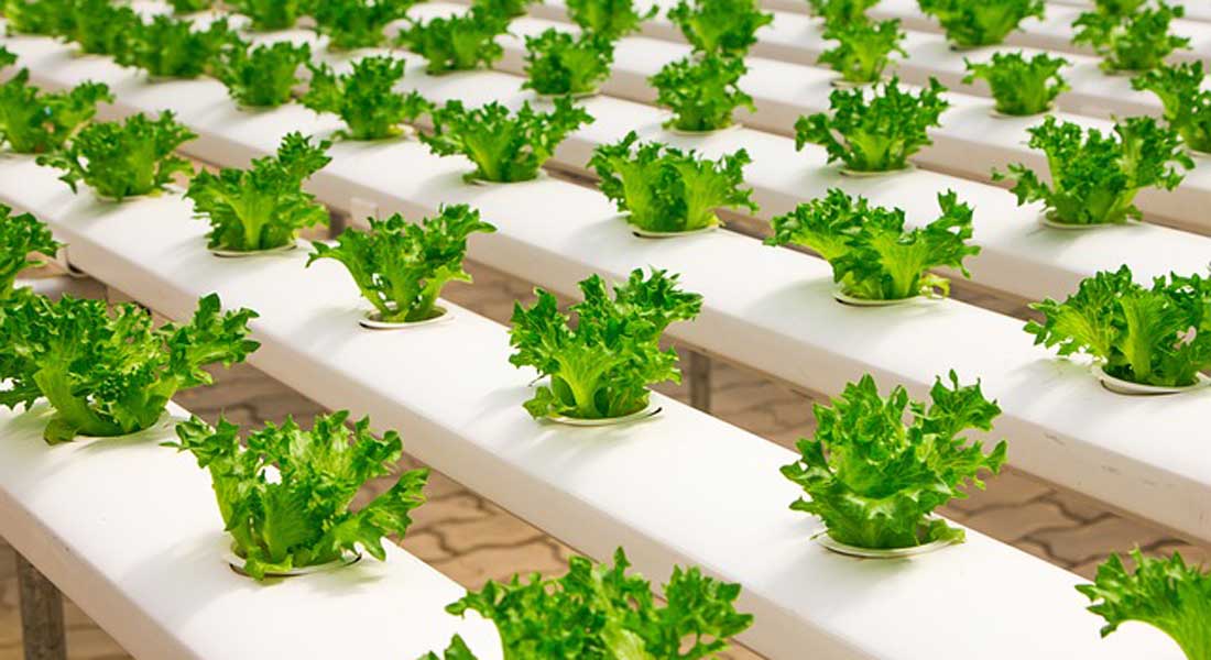 Hydroponics-Greenhouses.jpg